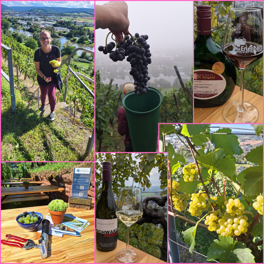 Collage Weinlese Weingut A. Waigand - Winzerin im Weinberg, Trauben bei der Ernte und Erlenbacher Weine im Glas