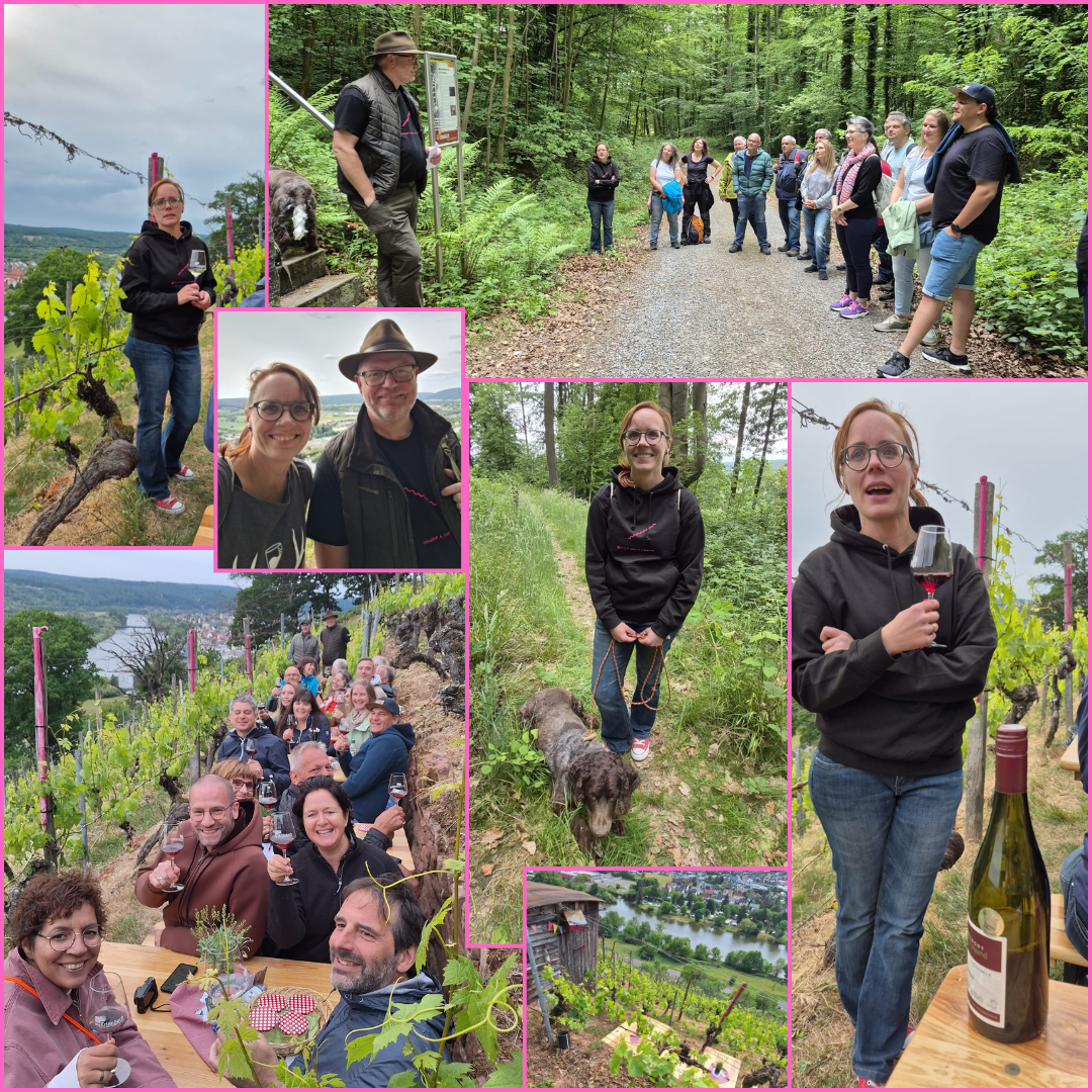 Collage Weinberg-Erlebnistour Weingut A. Waigand - Gruppe bei Wanderung, Alpaka und Weinpräsentation im Weinberg