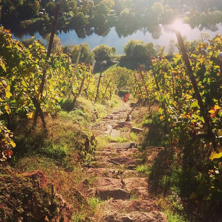 Weinbergpfad Weingut A. Waigand mit Blick auf den Main - Steinstufen zwischen Herbst-Reben im Gegenlicht AVIF